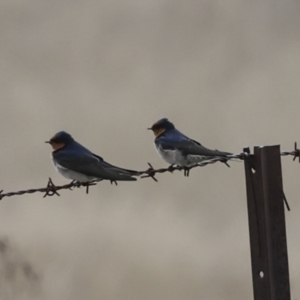 Hirundo neoxena at Rendezvous Creek, ACT - 27 Aug 2023