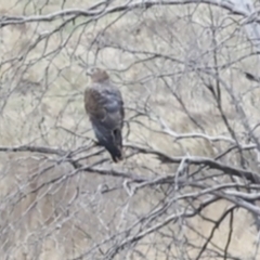 Circus approximans (Swamp Harrier) at Rendezvous Creek, ACT - 27 Aug 2023 by AlisonMilton