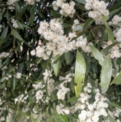 Acacia melanoxylon (Blackwood) at Adelong, NSW - 8 Sep 2023 by JaneR