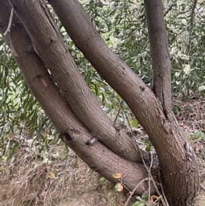 Acacia melanoxylon at Adelong, NSW - 8 Sep 2023 10:34 AM