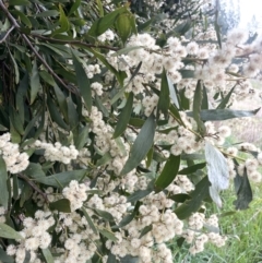 Acacia melanoxylon at Adelong, NSW - 8 Sep 2023 10:34 AM