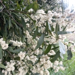 Acacia melanoxylon at Adelong, NSW - 8 Sep 2023