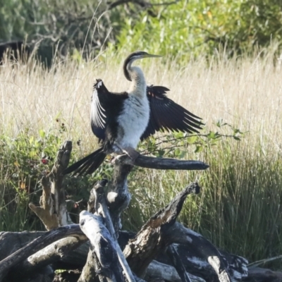 Anhinga novaehollandiae (Australasian Darter) at Fyshwick, ACT - 12 Feb 2023 by AlisonMilton