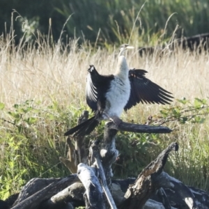 Anhinga novaehollandiae at Fyshwick, ACT - 12 Feb 2023 08:13 AM