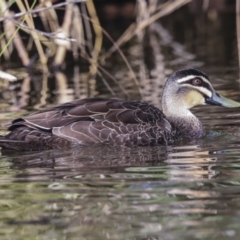 Anas superciliosa (Pacific Black Duck) at Fyshwick, ACT - 11 Feb 2023 by AlisonMilton
