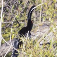 Anhinga novaehollandiae (Australasian Darter) at Fyshwick, ACT - 11 Feb 2023 by AlisonMilton