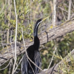 Anhinga novaehollandiae at Fyshwick, ACT - 12 Feb 2023