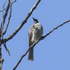 Philemon corniculatus (Noisy Friarbird) at Fyshwick, ACT - 12 Feb 2023 by AlisonMilton