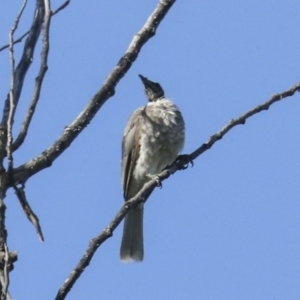 Philemon corniculatus at Fyshwick, ACT - 12 Feb 2023