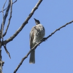 Philemon corniculatus (Noisy Friarbird) at Fyshwick, ACT - 11 Feb 2023 by AlisonMilton