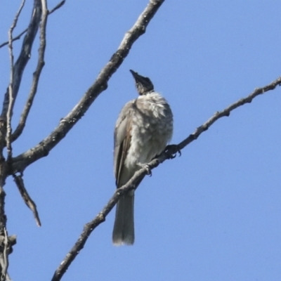 Philemon corniculatus (Noisy Friarbird) at Jerrabomberra Wetlands - 11 Feb 2023 by AlisonMilton