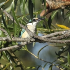 Todiramphus sanctus (Sacred Kingfisher) at Fyshwick, ACT - 12 Feb 2023 by AlisonMilton
