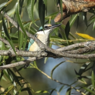 Todiramphus sanctus (Sacred Kingfisher) at Fyshwick, ACT - 12 Feb 2023 by AlisonMilton