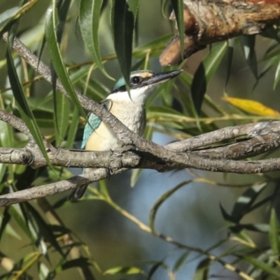 Todiramphus sanctus (Sacred Kingfisher) at Jerrabomberra Wetlands - 11 Feb 2023 by AlisonMilton
