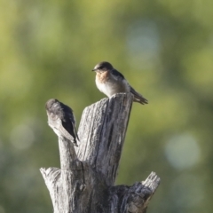 Hirundo neoxena (Welcome Swallow) at Campbell, ACT - 12 Feb 2023 by AlisonMilton