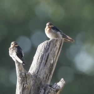 Hirundo neoxena at Campbell, ACT - 12 Feb 2023 08:51 AM