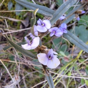 Hovea heterophylla at Majura, ACT - 20 Aug 2023