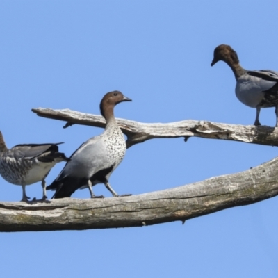 Chenonetta jubata (Australian Wood Duck) at Fyshwick, ACT - 12 Feb 2023 by AlisonMilton