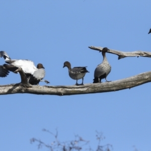 Chenonetta jubata at Fyshwick, ACT - 12 Feb 2023