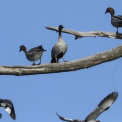 Chenonetta jubata at Fyshwick, ACT - 12 Feb 2023