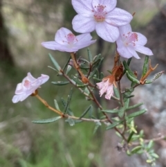 Ricinocarpos bowmanii (Western Wedding Bush) at Adelong, NSW - 8 Sep 2023 by JaneR