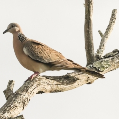 Spilopelia chinensis (Spotted Dove) at Ballina, NSW - 2 Aug 2023 by AlisonMilton