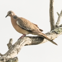 Spilopelia chinensis at Ballina, NSW - 2 Aug 2023 07:40 AM
