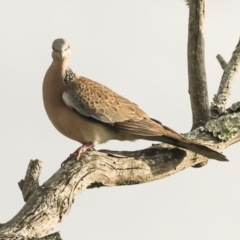 Spilopelia chinensis at Ballina, NSW - 2 Aug 2023 07:40 AM