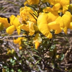 Dillwynia sp. Yetholme (P.C.Jobson 5080) NSW Herbarium at Mount Majura - 31 Aug 2023 by JenniM