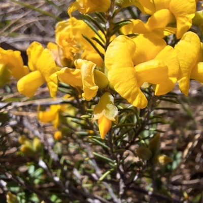 Dillwynia sp. Yetholme (P.C.Jobson 5080) NSW Herbarium at Mount Majura - 31 Aug 2023 by JenniM