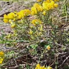 Dillwynia sp. Yetholme (P.C.Jobson 5080) NSW Herbarium at Hackett, ACT - 31 Aug 2023 12:34 PM