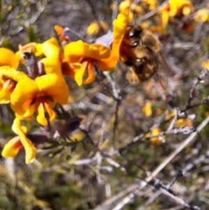 Dillwynia sp. Yetholme (P.C.Jobson 5080) NSW Herbarium at Hackett, ACT - 31 Aug 2023