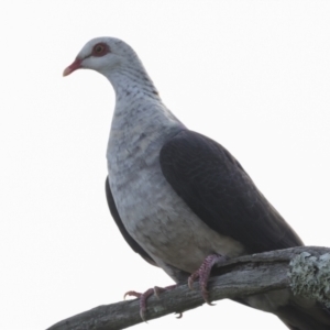 Columba leucomela at West Ballina, NSW - 2 Aug 2023