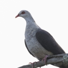 Columba leucomela at West Ballina, NSW - 2 Aug 2023