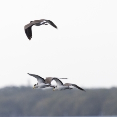 Vanellus miles (Masked Lapwing) at West Ballina, NSW - 2 Aug 2023 by AlisonMilton