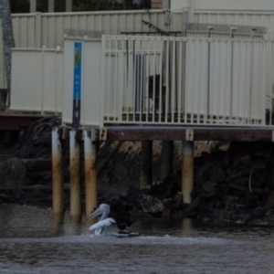 Ardea alba at Ballina, NSW - 2 Aug 2023 06:50 AM