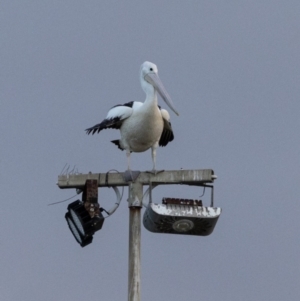 Pelecanus conspicillatus at Ballina, NSW - 2 Aug 2023