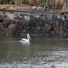 Pelecanus conspicillatus at Ballina, NSW - 2 Aug 2023