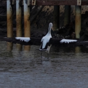 Pelecanus conspicillatus at Ballina, NSW - 2 Aug 2023