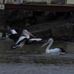 Pelecanus conspicillatus at Ballina, NSW - 2 Aug 2023