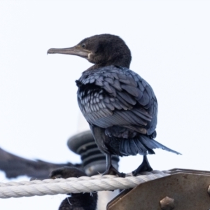 Phalacrocorax sulcirostris at Ballina, NSW - 2 Aug 2023 07:04 AM