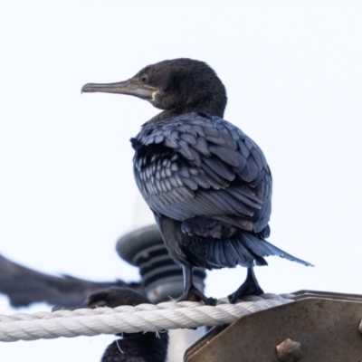 Phalacrocorax sulcirostris (Little Black Cormorant) at Ballina, NSW - 1 Aug 2023 by AlisonMilton