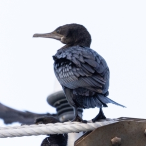 Phalacrocorax sulcirostris (Little Black Cormorant) at Ballina, NSW by AlisonMilton