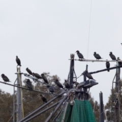 Phalacrocorax sulcirostris at Ballina, NSW - 2 Aug 2023 07:04 AM