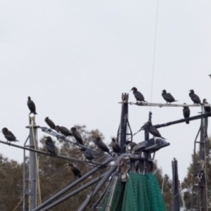 Phalacrocorax sulcirostris at Ballina, NSW - 2 Aug 2023