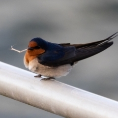 Hirundo neoxena (Welcome Swallow) at West Ballina, NSW - 2 Aug 2023 by AlisonMilton