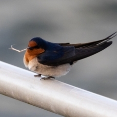 Hirundo neoxena (Welcome Swallow) at West Ballina, NSW - 1 Aug 2023 by AlisonMilton