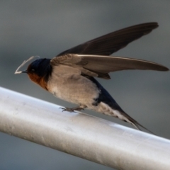 Hirundo neoxena at West Ballina, NSW - 2 Aug 2023 07:00 AM