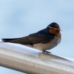 Hirundo neoxena at West Ballina, NSW - 2 Aug 2023 07:00 AM