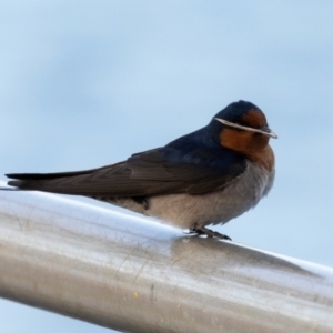 Hirundo neoxena at West Ballina, NSW - 2 Aug 2023 07:00 AM